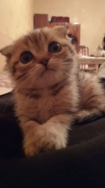 котик в добрые руки: Золотая шиншилла, Самец, В добрые руки, Платная доставка — 6