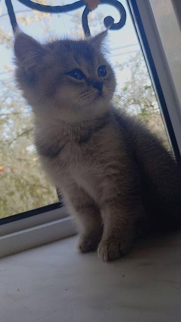 pisik aliram: Britan — 2