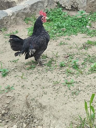 Toyuq, Damazlıq — 6