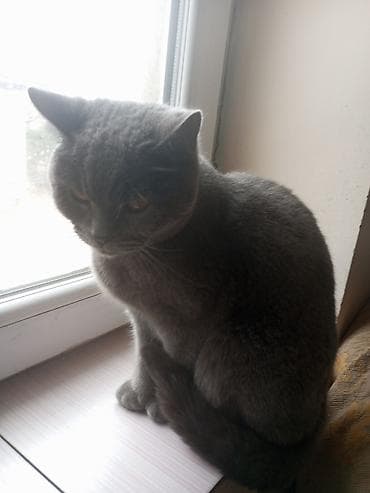 İtlər: Britan, Dişi, Yaxşı əllərə, Ünvandan götürmə — 3