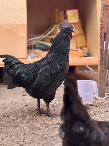 qafqaz çoban iti: Xoruz, il: <1 — 4