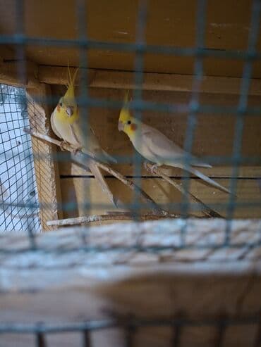 Heyvanlar üçün mallar: Karella erkey disi satilir insana orgenibler elde boyunda otururlar — 3