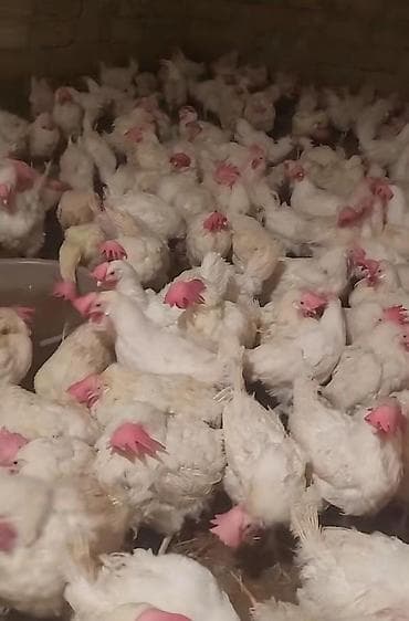 tap az yumurtlayan toyuqlar: Toyuq, Liqorin, Yumurtalıq, Pulsuz çatdırılma — 1