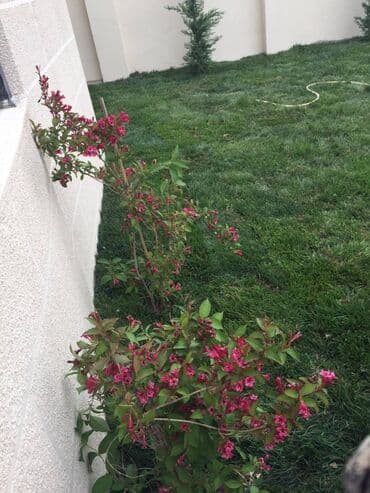 kirayə evlər 2022 bakı: Mərdəkanda 7 sot torpaq sahəsində, 360 kvm, müasir üslubda inşa — 3