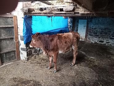 Kənd təsərrüfatı quşları: Salam alekum. 1 yaw teze tamam olub. esil damazliga saxlayasi duyedi — 2