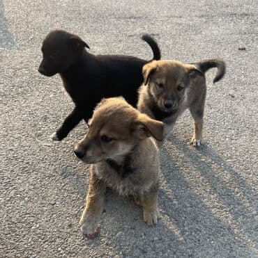 сколько стоит шпиц: С прививками — 2