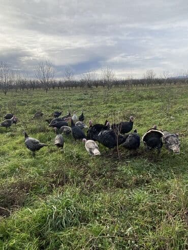 Toyuqlar: Erkək, Ətlik, Ünvandan götürmə — 4