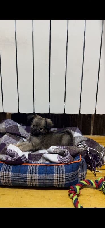 Птицы: Чихуахуа, Самец, Самовывоз, Платная доставка, Доставка в районы — 4