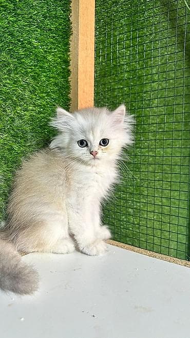 pişik pers: Британская — 3