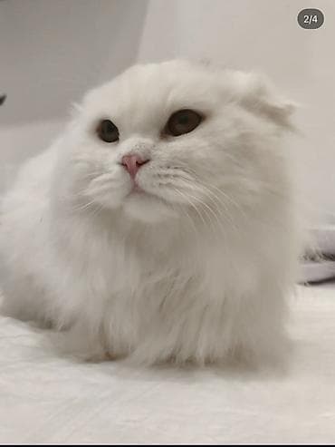 scottish pişik: Для вязки Ağ tüklü, uzun tüklü Scottish Fold oğlan. Yalniz dik qulaq — 2