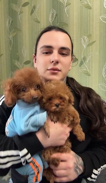 pudel balaları: Pudel, 2 ay, Dişi, Ünvandan götürmə — 2