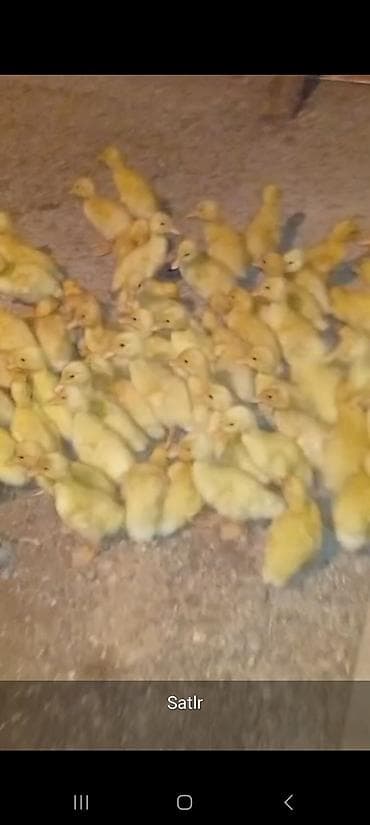 it sekil: Salam Allah her kesin malna berket versin 70 dene pekin ordek balasi — 1