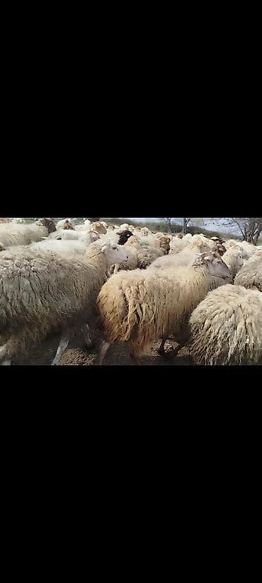 suda yaşayan heyvanlar haqqında məlumat: Qoyun sürüsü – ətlik və damazlıq üçün - Növ: yerli qaraman tipli — 1