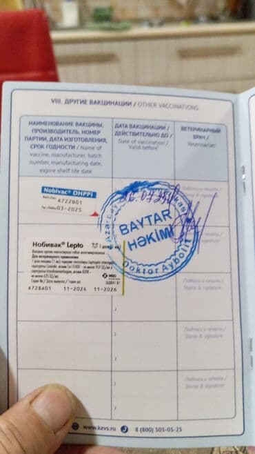 it qiz sekilleri: Doberman, Dişi, Peyvəndli — 3