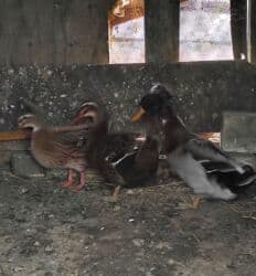 lal ordəklərin satışı: Salam 1 yaşıl baş kəkilli, 2 sona 1 ri kəkilli satilir qiyməti 60 AZN — 2