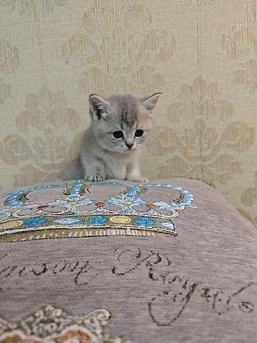 kanqal satilir: Erkək, Dişi — 10