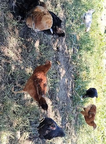 at sekilleri: Sərbəst otlaqda bəslənən yerli ədədlik toyuqlar və cücələr - Növlər — 1