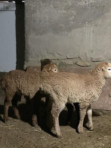 Quzular satılır 2 erkəy 1 dişi mayalı qəşəy quyruğlu quzulardı əsl