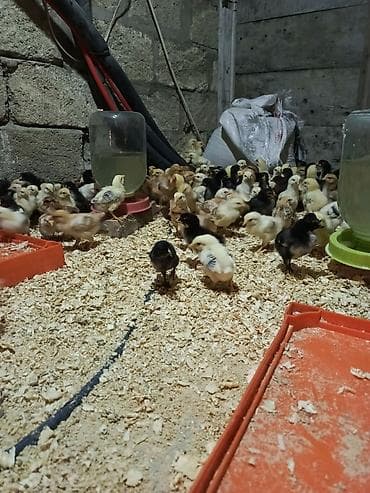 Cücələr: Toyuq cücələri, Ətlik — 4