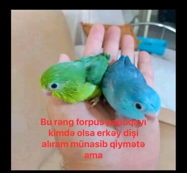 hamster kaç lira: Bu rəngdə erkəy dişi porpus papuqayı kimdə varsa yazsın mənə — 1