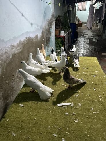 amadin quşu: Her quwn oz qiymeti var yazn sorwn — 1