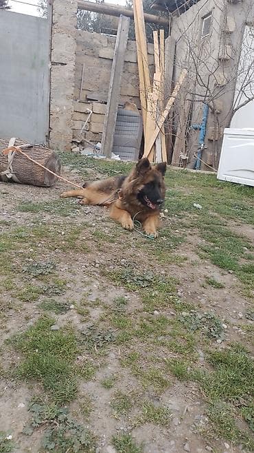 itlerin sekisi: Alman çoban iti — 5