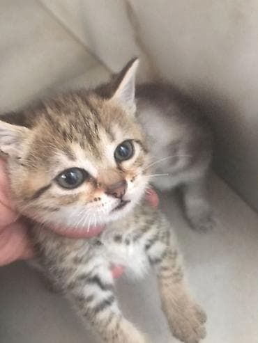 yorğa at: Tabbi, Yaxşı əllərə — 3