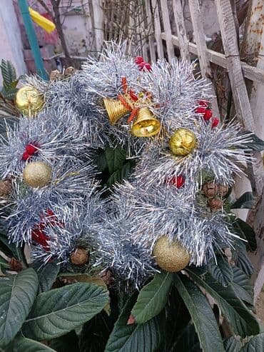 qapi bezeyi: Qapı celengi, venok.Sumqayit — 2