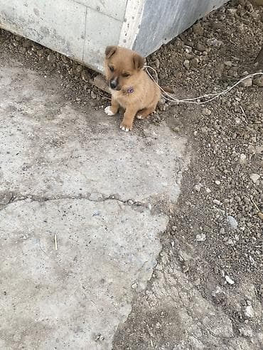 Zvanok erkeydi — 1