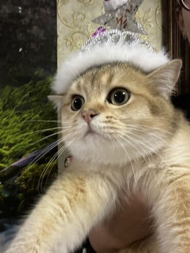 Lincoln: Золотая шиншилла, Самец, В добрые руки, Самовывоз, Бесплатная доставка — 2