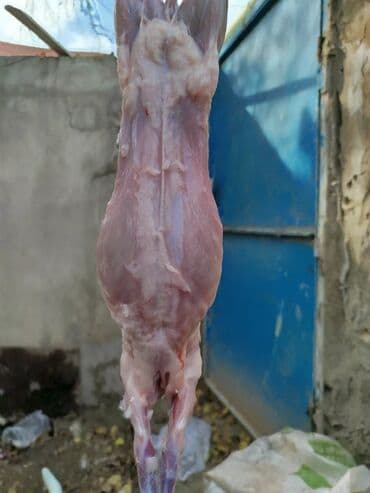 baliq topdan satis: Dovşan eti halal kesilmiş halal ceki 1 ededi gelir 1k.800q. 1k.500q — 37