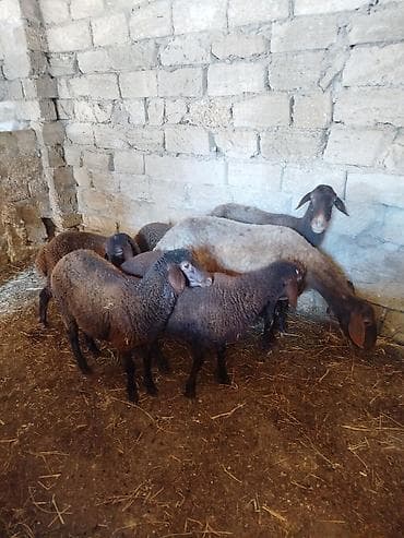 qoyun derisi: Qoyun sürüsü – 6 baş Salam təmiz qala qoyunları. iki ana qoyun dörd — 8