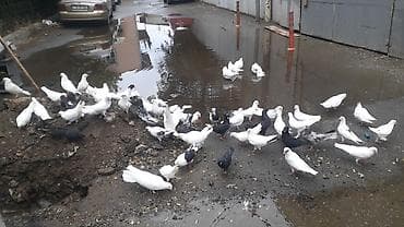 Eded. Ləzzətli uçuşu və zərif görünüşü ilə seçilən dekorativ