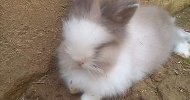 hamster kaç lira: Dovsan dişidir. Angoradir. 70 manata satilir.5 ayliqdir — 1