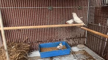 Ağ zebra ispinozları – cüt və balası ilə birlikdə - Növ: Zebra