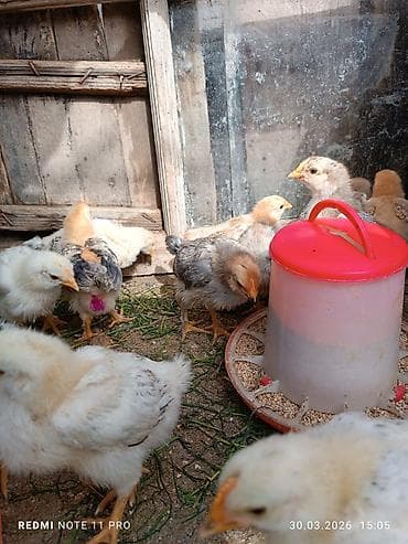 ov iti satilir: Toyuq cücələri, Ətlik, Ünvandan götürmə — 4