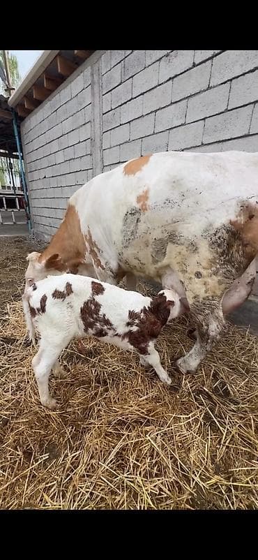 dana inək: Satılır: inək buzovu ilə birlikdə - Cins tipi: Simental tipli — 9