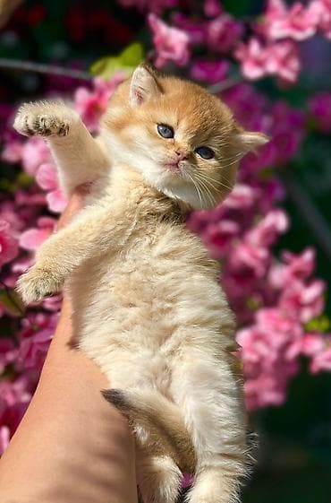 Pişiklər: Britan — 7