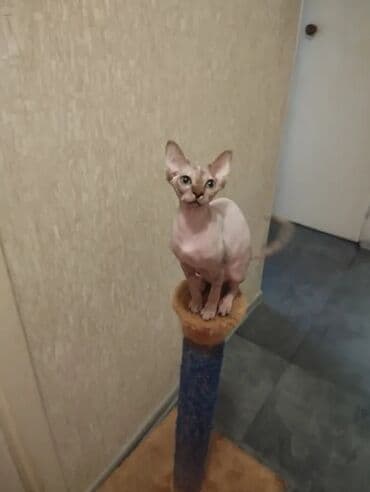 1 azn pişik: Котята канадского сфинкса Здоровые, активные, приучены к горшку — 6