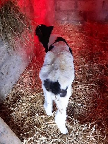 ətlik inək cinsləri: Birinci qarin ağ kirpik ivanovka super duyedi balasi disidi yaxsi — 9