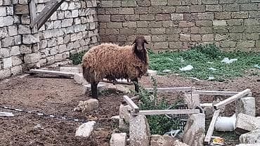 qoyun balasi: Erkək, il: 2, 90 kq, Damazlıq — 1