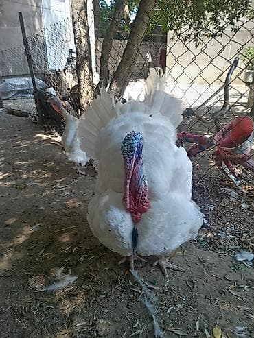 bulbul quşu: Şəkildə hinduşkanın balalarıdır. Ağ Kanada sortudur. 5 günlük-7 azn — 2