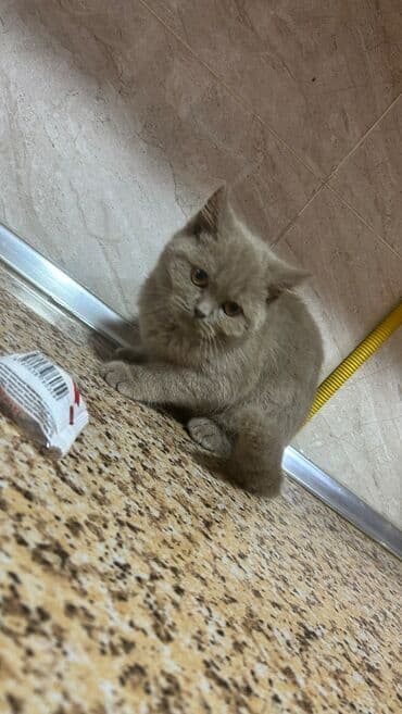 şotlant pişiyi: Шотландская, Самец — 4