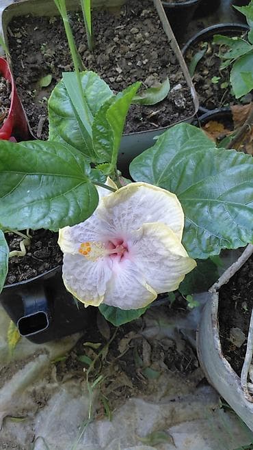 Ağ-sarı hibiskus (Çin qızılgülü) – saksı bitkisi - Çiçək: iri lalafo.az -da Ağ-sarı hibiskus (Çin qızılgülü) – saksı bitkisi - Çiçək: iri