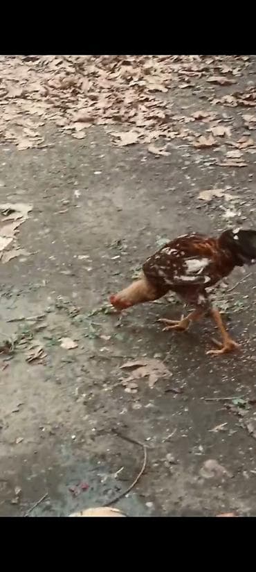 qara toyuq: Məhsul: Ev quşu – xoruz Təsvir: - Şəkillərdə görünen yerli tip xoruz — 8