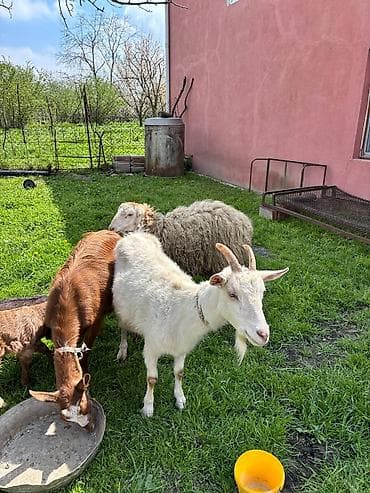 TECILI.Alpin, saneen keçileri, alpinin ekiz balasi var bir erkey bir