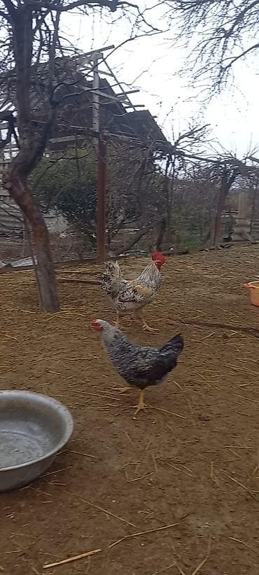 hinduska balasi satilir: Tam saģlamdi — 2