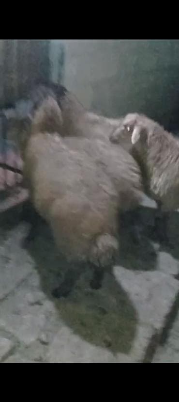 ətlik dana: Qurbanlıq quzular Var istəyən olsa əlaqə saxlasın ünvan Hökməli Erkey — 2