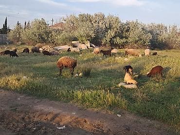 Salam heyvanar tej tekde satiliq komda satilir heresin oz qiymeti var