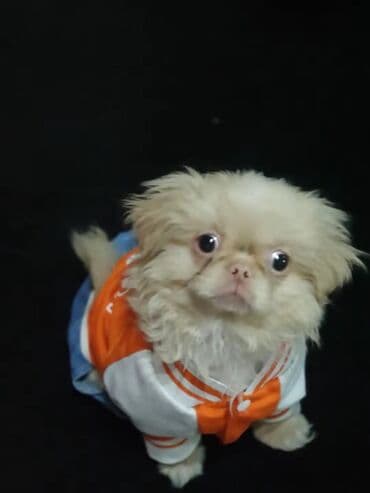 Тарелки: Məhsul: Kiçik it üçün geyim dəsti Təsvir:pekines erkekdi 3ayliq evit — 1